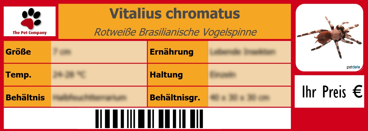 Vitalius chromatus Rotweiße Brasilianische Vogelspinne 105 x 38 mm