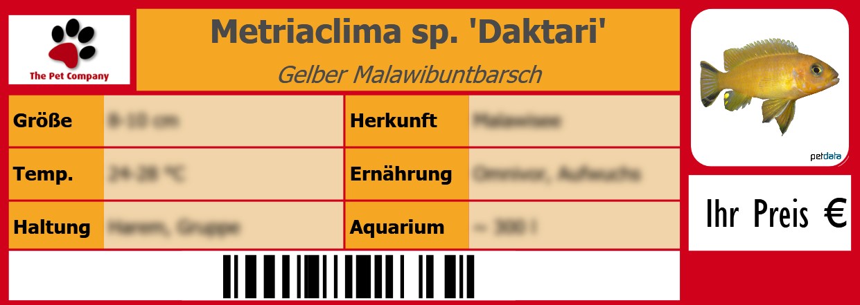Metriaclima sp. 'Daktari' Gelber Malawibuntbarsch 105 x 38 mm