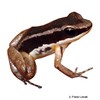 Allobates talamancae Talamanca Rocket Frog