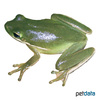 Hyla cinerea American Green Treefrog