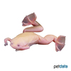Xenopus laevis African Clawed Frog Albino
