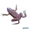 Hymenochirus boettgeri Congo Dwarf Clawed Frog