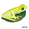 Agalychnis callidryas Red-eyed Tree Frog