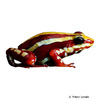 Epipedobates anthonyi Anthony's Poison Arrow Frog