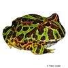 Ceratophrys ornata Ornate Horned Frog