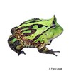 Ceratophrys cornuta Surinam Horned Frog