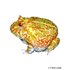 Ceratophrys cranwelli 'Albino' Albino Chacoan Horned Frog