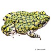 Anaxyrus debilis Green Toad