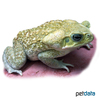 Rhinella marina Cane Toad