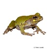 Hyla versicolor Gray Tree Frog