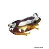 Afrixalus paradorsalis Foulassi Banana Frog