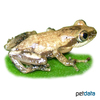 Afrixalus fornasini Leaf-folding Frog