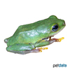 Hyperolius fusciventris Lime Reed Frog