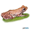 Hyperolius marmoratus Marbled Rush Frog