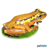 Hyperolius substriatus Spotted Reed Frog