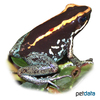 Phyllobates vittatus Golfodulcean Poison Frog