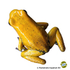Phyllobates terribilis Golden Poison Frog