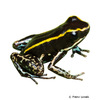 Phyllobates lugubris Lovely Poison Frog