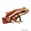 Epipedobates tricolor Phantasmal Poison Frog