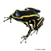 Dendrobates truncatus Yellow-striped Poison Frog