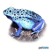 Dendrobates tinctorius 'Azureus' Blue Dyeing Poison Frog