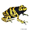 Dendrobates leucomelas Yellow-headed Poison Frog