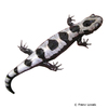 Ambystoma opacum Marbled Salamander