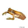 Afrixalus brachycnemis Lesser Banana Frog