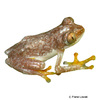 Afrixalus lacteus Cameroon Banana Frog
