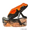 Adelphobates galactonotus Splash-backed Poison Frog