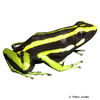 Ameerega trivittata Three-striped Poison Frog