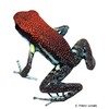 Ameerega parvula Ruby Poison Frog