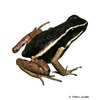 Ameerega hahneli Hahnel's Poison Frog