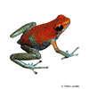 Oophaga granulifera Granular Poison Frog