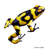 Oophaga histrionica Harlequin Poison Frog