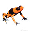 Oophaga lehmanni Red-banded Poison Frog