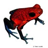 Oophaga pumilio Strawberry Poison Frog