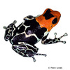 Ranitomeya fantastica Red-headed Poison Frog