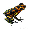 Ranitomeya imitator Mimic Poison Frog