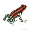 Ranitomeya lamasi Pasco Poison Frog