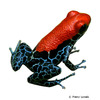 Ranitomeya reticulata Red-backed Poison Frog