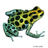 Ranitomeya variabilis Variable Poison Frog