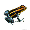 Ranitomeya ventrimaculata Reticulated Poison Frog