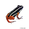 Adelphobates quinquevittatus Rio Madeira Poison Frog