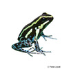 Hyloxalus azureiventris Sky-blue Poison Frog