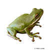 Zhangixalus dennysi Blanford's Whipping Tree Frog