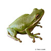 Zhangixalus dennysi Blanford's Whipping Treefrog