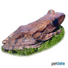 Polypedates leucomystax Common Treefrog