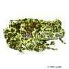 Theloderma corticale Vietnamese Mossy Frog