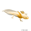 Ambystoma mexicanum 'Gold' Golden Axolotl